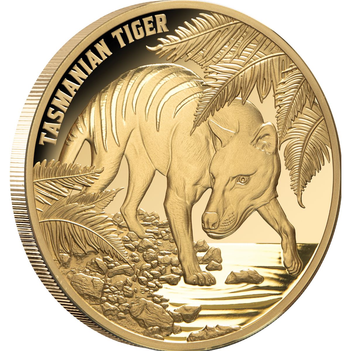 Tasmanian Tiger 2026 $100 1oz Gold Proof Coin – Downies Collectables