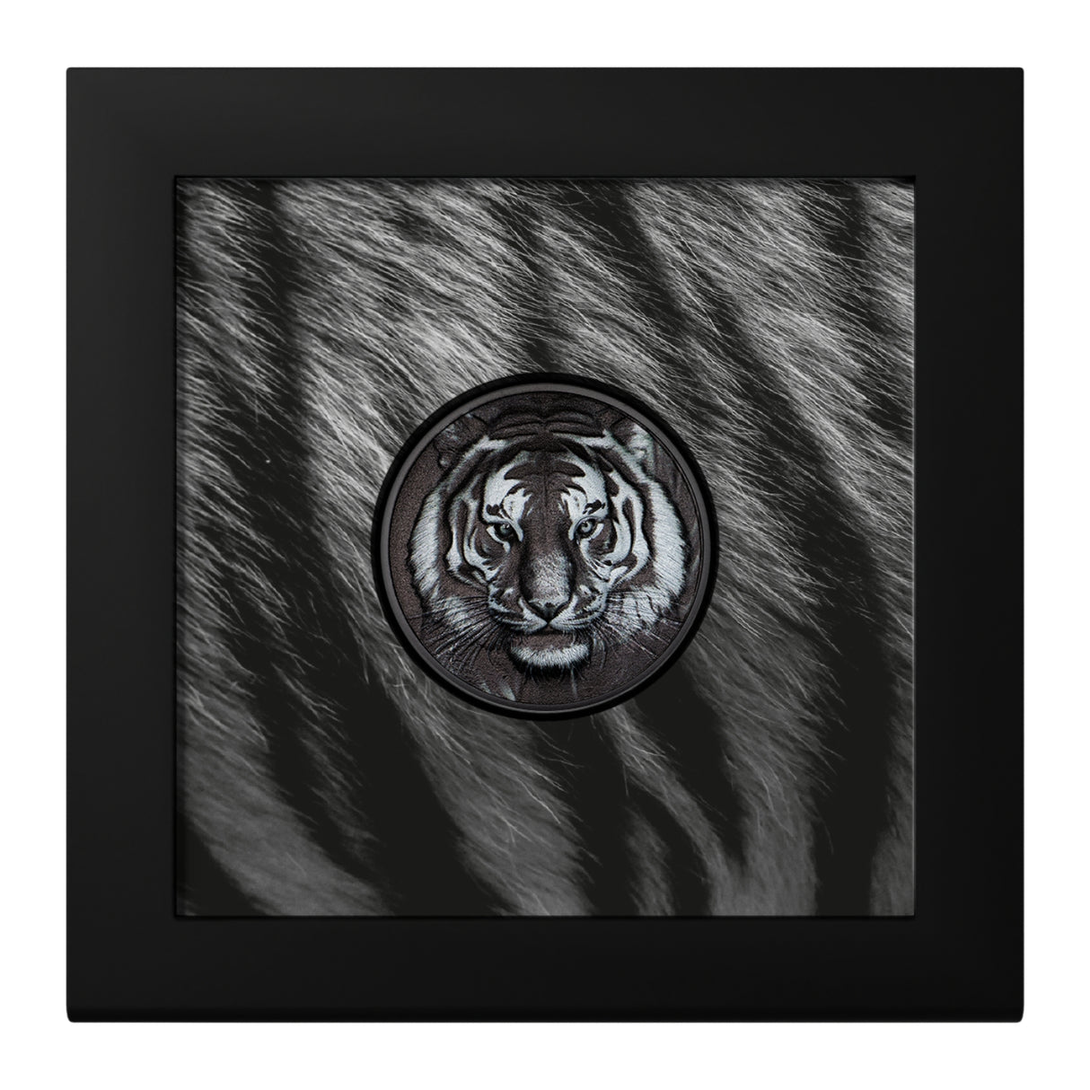 Black & White Tiger 2025 $5 High Relief Obsidian Black 1oz Silver Coin