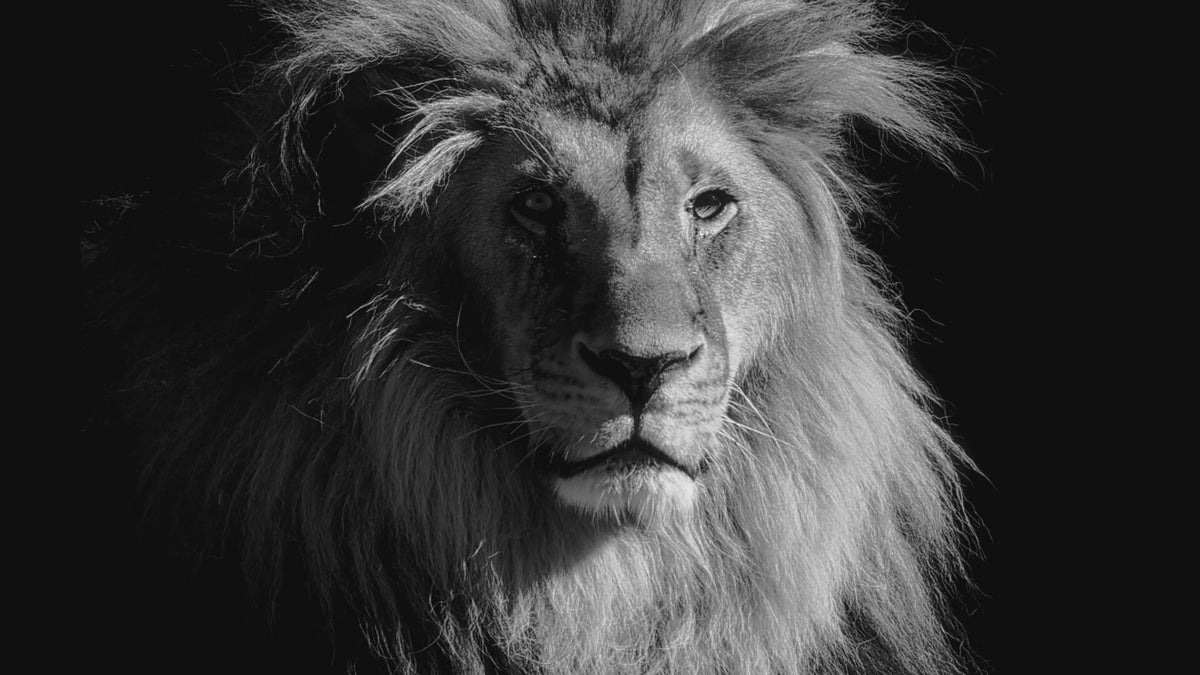 Black & White Lion 2026 $5 Ultra High Relief Obsidian Black 1oz Silver Coin